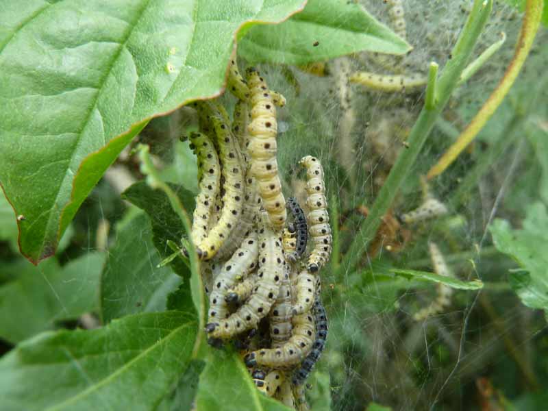 Ermine Moth Larvae